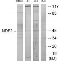 NDF2 Antibody
