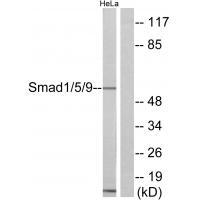 Smad1/5/9 Antibody