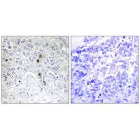 BATF Antibody