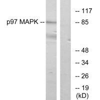 p97 MAPK Antibody
