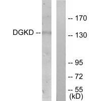 DGKD Antibody