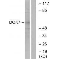 DOK7 Antibody