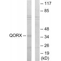 QORX Antibody