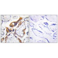 PHLA2 Antibody