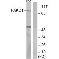 FAKD1 Antibody