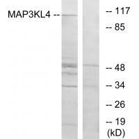 MAP3KL4 Antibody