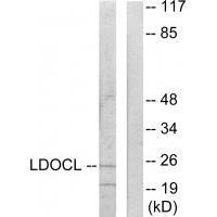 LDOCL Antibody