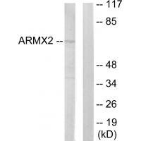 ARMX2 Antibody