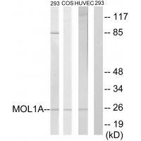 MOL1A Antibody