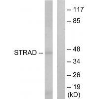 STRAD Antibody