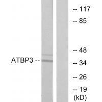 ATBP3 Antibody
