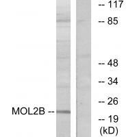 MOL2B Antibody