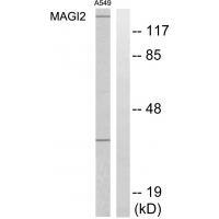 MAGI2 Antibody