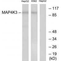 MAP4K3 Antibody