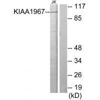KIAA1967 Antibody