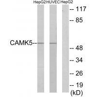CAMK5 Antibody