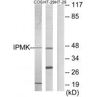 IPMK Antibody