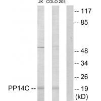 PP14C Antibody