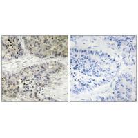 MAPK15 Antibody