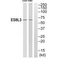 ES8L3 Antibody