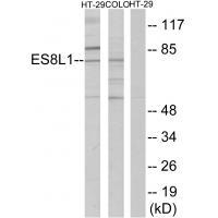 ES8L1 Antibody