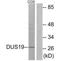 DUS19 Antibody