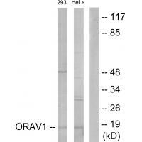 ORAV1 Antibody