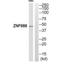 ZNF688 Antibody