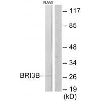 BRI3B Antibody