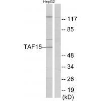 TAF15 Antibody