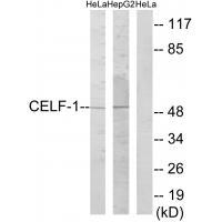 CELF Antibody