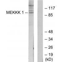 MEKKK 1 Antibody