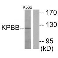 KPBB Antibody