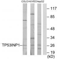 TP53INP1 Antibody