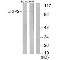 JKIP2 Antibody