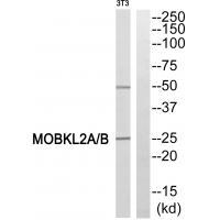 MOBKL2A/B Antibody