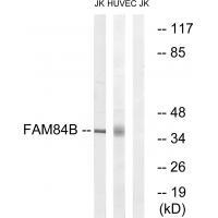 FAM84B Antibody