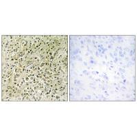 RHG07 Antibody