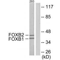 FOXB1/2 Antibody