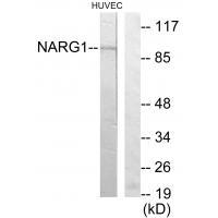 NARG1 Antibody