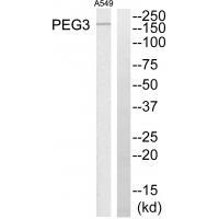 PEG3 Antibody