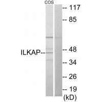 ILKAP Antibody