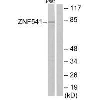 ZNF541Antibody