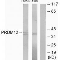PRDM12 Antibody