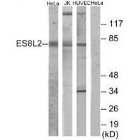 ES8L2 Antibody