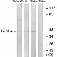 LASS4 Antibody