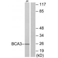 BCA3 Antibody