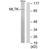 MLTK Antibody