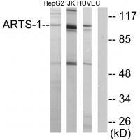 ARTS Antibody