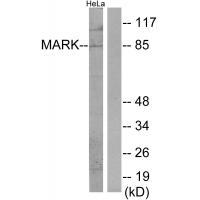 MARK Antibody